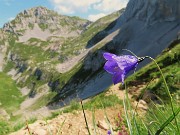 34 Campanula scheuchzeri (Campanula di Scheuchzer) con vista sul Mandrone e in Corna Piana